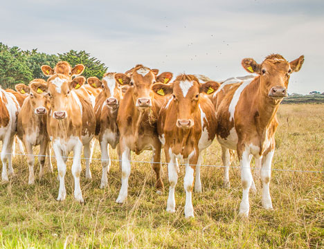 Guernsey cows